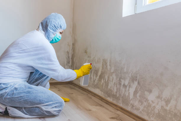 Licensed Mold Remediation service in Hampton, TN - WQB Mold Removal